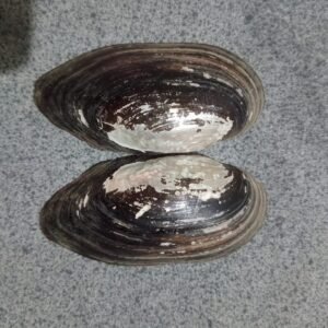 Freshwater Pearl Shells