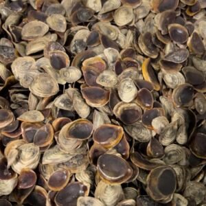 Brown Onycha Operculum Seashell