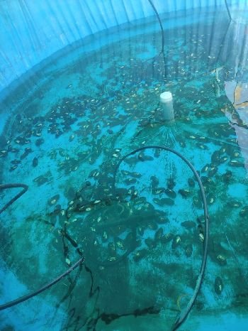 gallery_111695_20251017144715-small